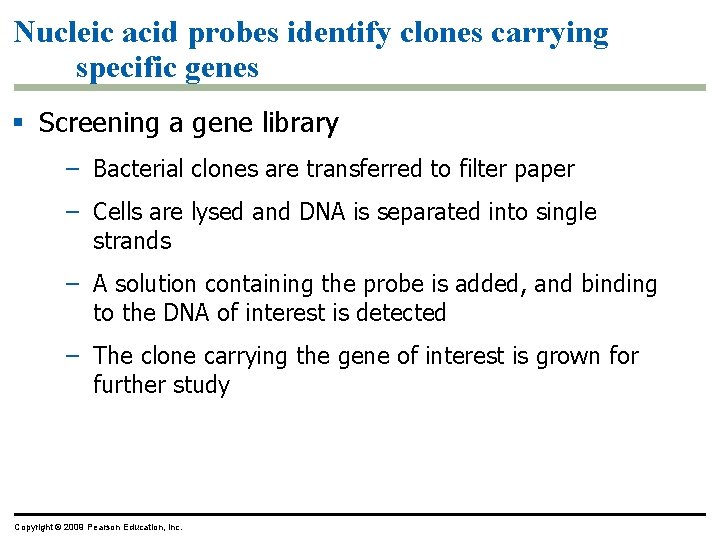 Nucleic acid probes identify clones carrying specific genes § Screening a gene library –