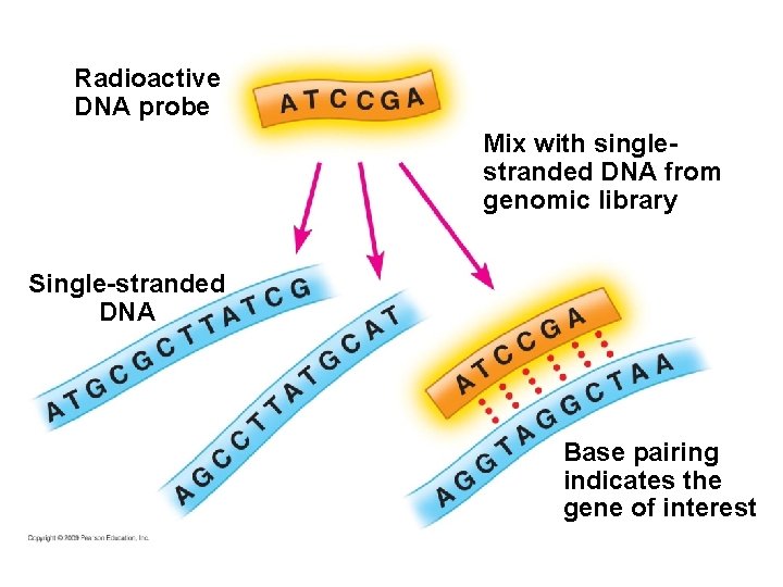 Radioactive DNA probe Mix with singlestranded DNA from genomic library Single-stranded DNA Base pairing