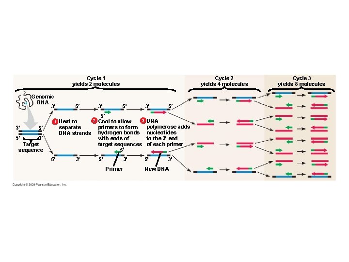 Cycle 1 yields 2 molecules Genomic DNA 3 1 3 5 3 Target sequence