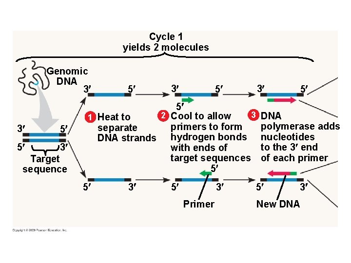 Cycle 1 yields 2 molecules Genomic DNA 3 3 5 5 3 Target sequence