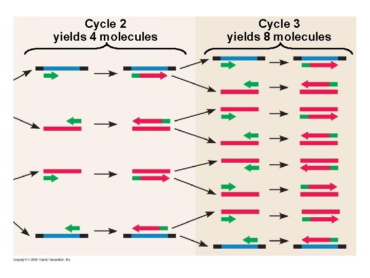 Cycle 2 yields 4 molecules Cycle 3 yields 8 molecules 