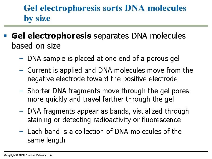 Gel electrophoresis sorts DNA molecules by size § Gel electrophoresis separates DNA molecules based