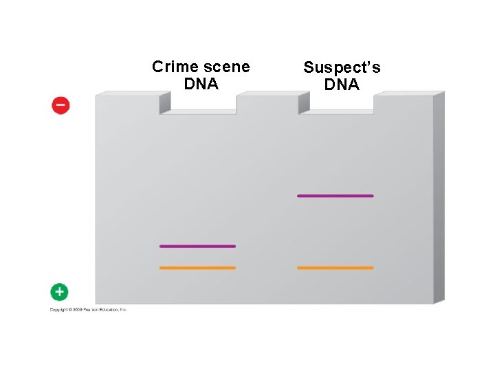Crime scene DNA Suspect’s DNA 
