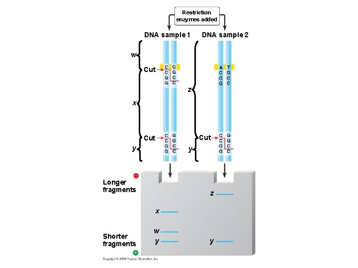 Restriction enzymes added DNA sample 1 DNA sample 2 w Cut z x Cut