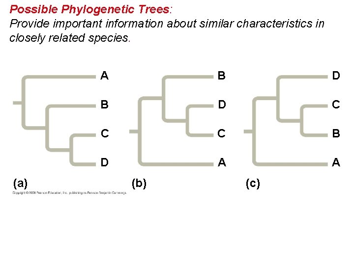 Possible Phylogenetic Trees: Provide important information about similar characteristics in closely related species. (a)