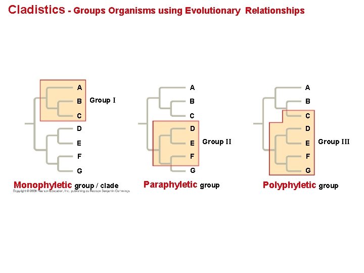 Cladistics - Groups Organisms using Evolutionary A Relationships A A B B C C