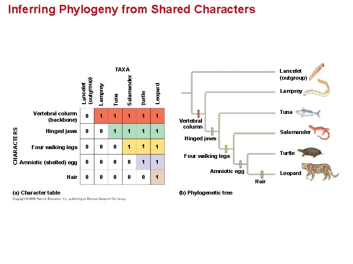 Inferring Phylogeny from Shared Characters Lamprey Tuna Salamander Turtle Leopard Lancelet (outgroup) CHARACTERS TAXA