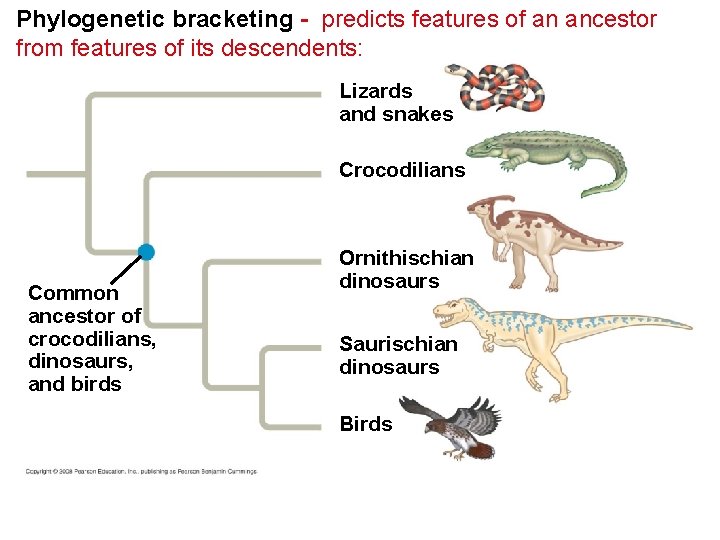 Phylogenetic bracketing - predicts features of an ancestor from features of its descendents: Lizards