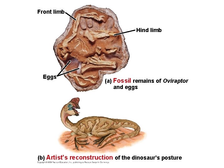 Front limb Hind limb Eggs (a) Fossil remains of Oviraptor and eggs (b) Artist’s