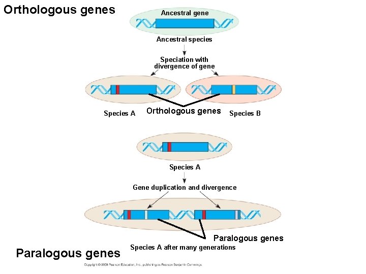 Orthologous genes Ancestral gene Ancestral species Speciation with divergence of gene Species A Orthologous