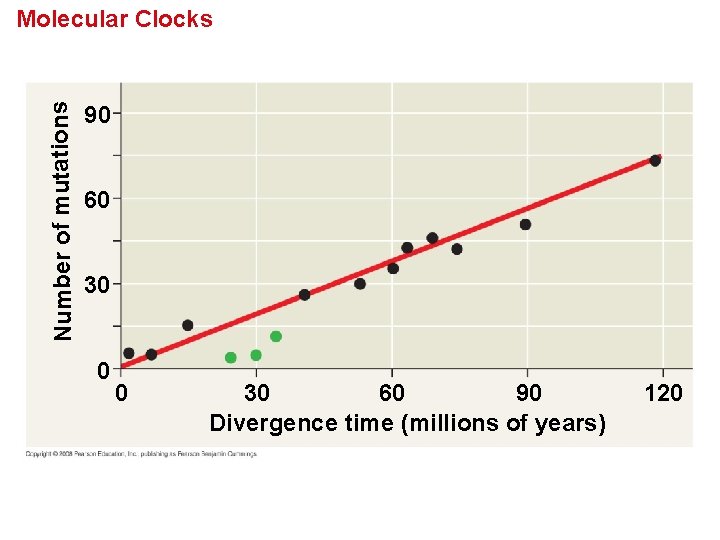 Number of mutations Molecular Clocks 90 60 30 0 0 30 60 90 Divergence