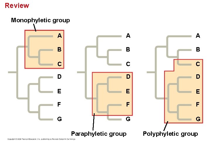 Review Monophyletic group A A A B B B C C C D D