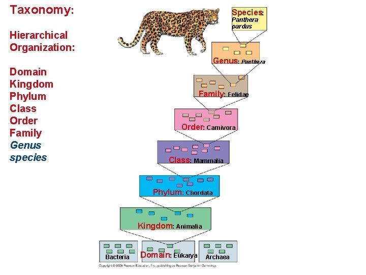 Taxonomy: Species: Panthera pardus Hierarchical Organization: Genus: Panthera Domain Kingdom Phylum Class Order Family