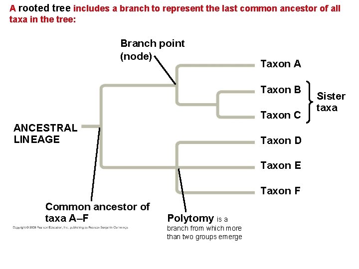 A rooted tree includes a branch to represent the last common ancestor of all