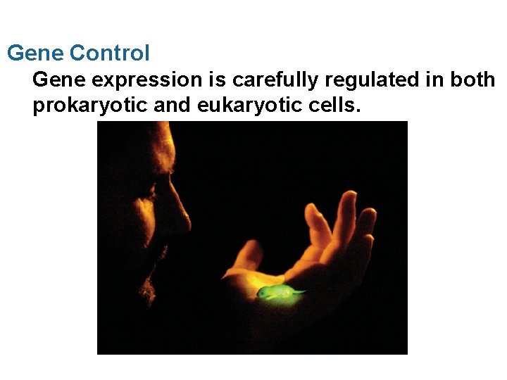 Gene Control Gene expression is carefully regulated in both prokaryotic and eukaryotic cells. 
