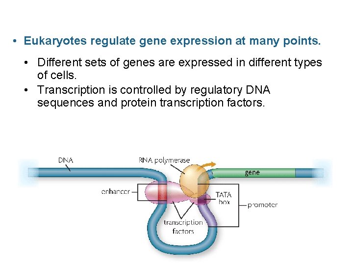  • Eukaryotes regulate gene expression at many points. • Different sets of genes