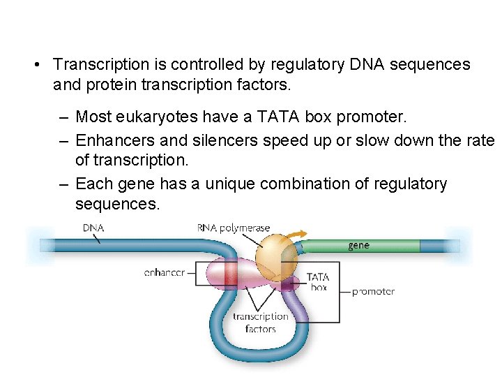 • Transcription is controlled by regulatory DNA sequences and protein transcription factors. –