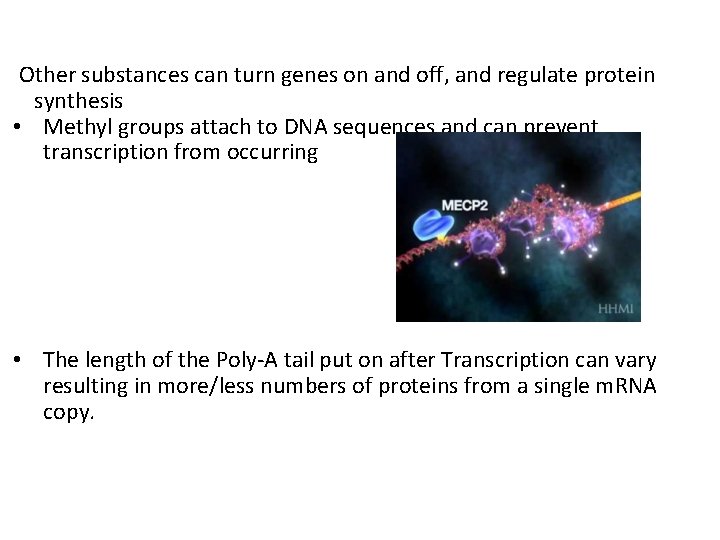 Other substances can turn genes on and off, and regulate protein synthesis • Methyl