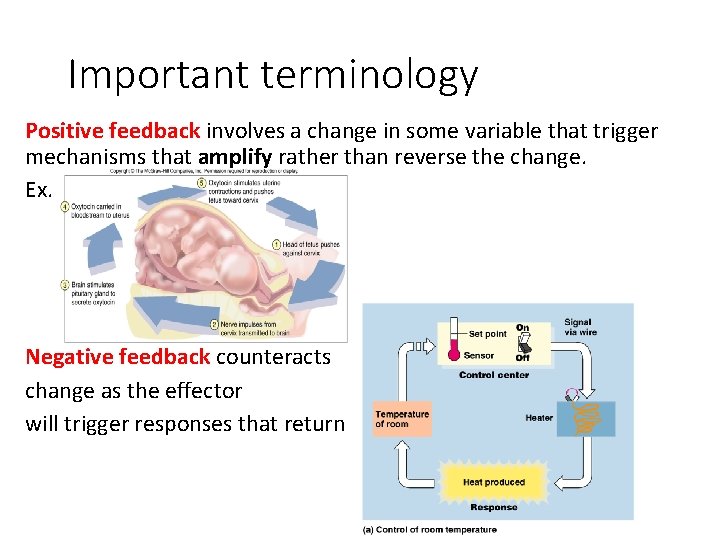 Important terminology Positive feedback involves a change in some variable that trigger mechanisms that