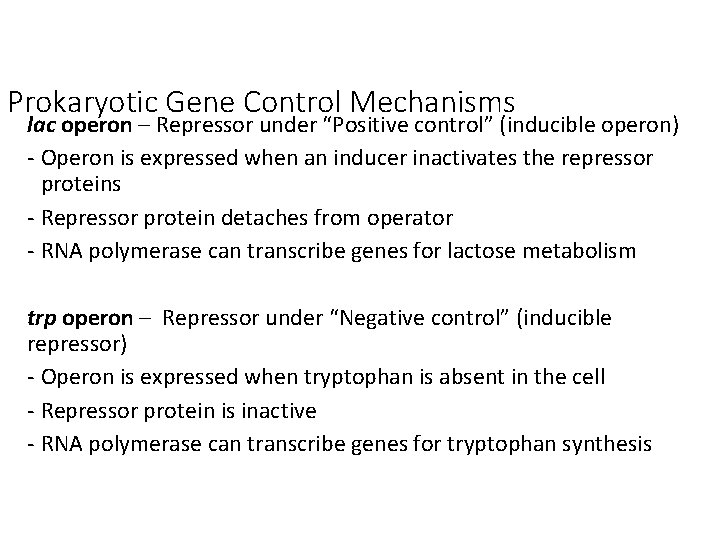 Prokaryotic Gene Control Mechanisms lac operon – Repressor under “Positive control” (inducible operon) -