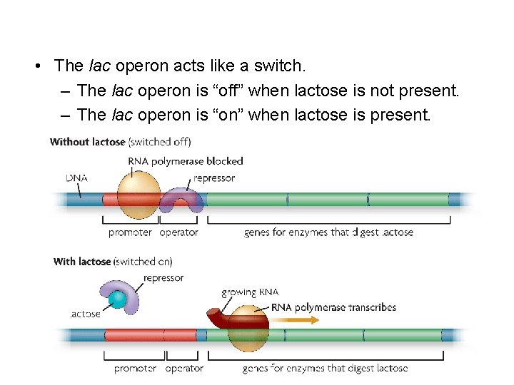 • The lac operon acts like a switch. – The lac operon is