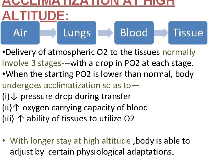 ACCLIMATIZATION AT HIGH ALTITUDE: Air Lungs Blood Tissue • Delivery of atmospheric O 2