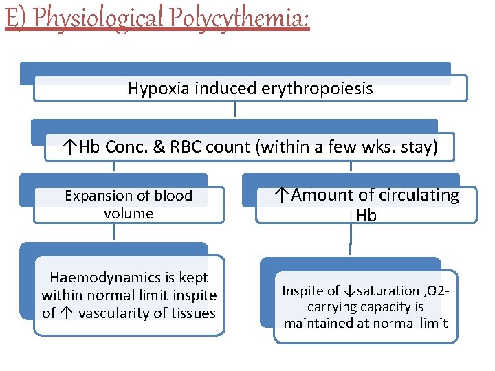 E) Physiological Polycythemia: Hypoxia induced erythropoiesis ↑Hb Conc. & RBC count (within a few