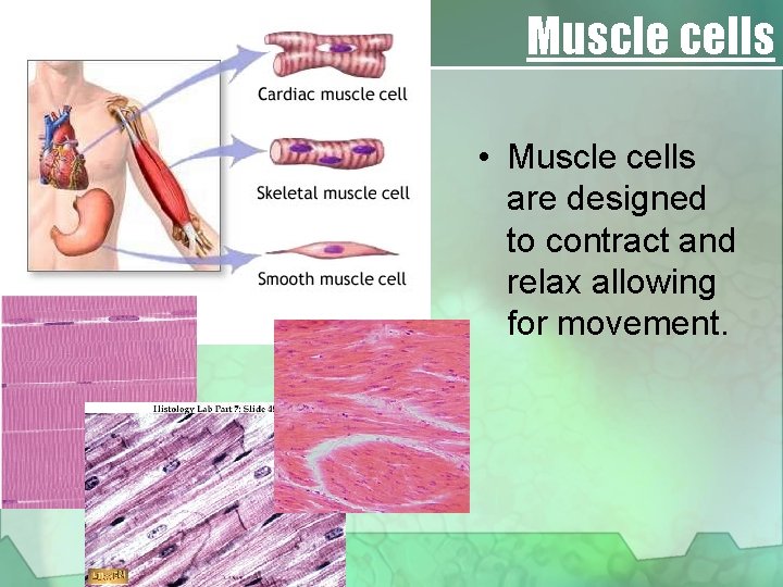 Muscle cells • Muscle cells are designed to contract and relax allowing for movement.