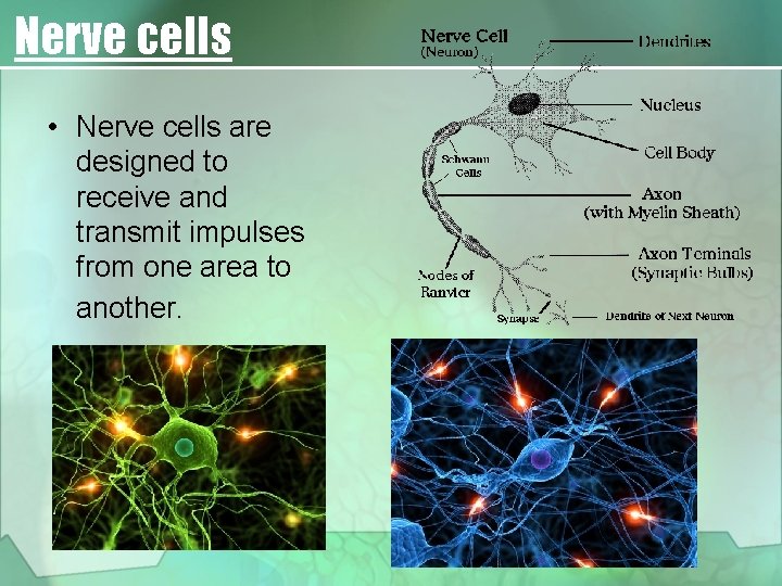 Nerve cells • Nerve cells are designed to receive and transmit impulses from one