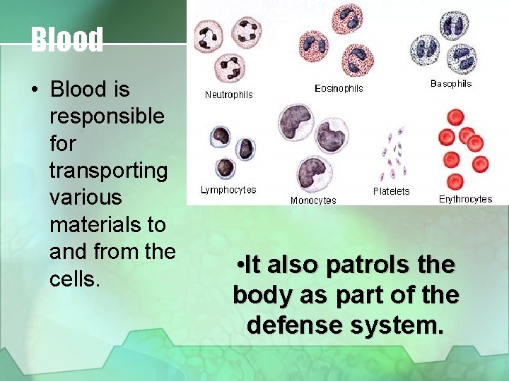 Blood • Blood is responsible for transporting various materials to and from the cells.