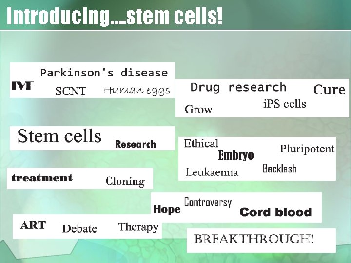 Introducing…. stem cells! 