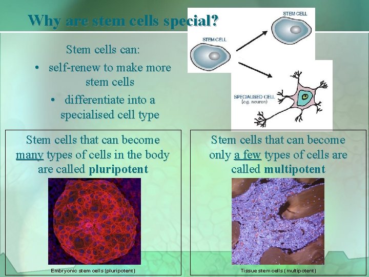 Why are stem cells special? Stem cells can: • self-renew to make more stem