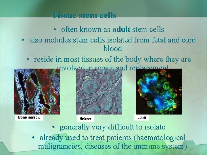 Tissue stem cells • often known as adult stem cells • also includes stem