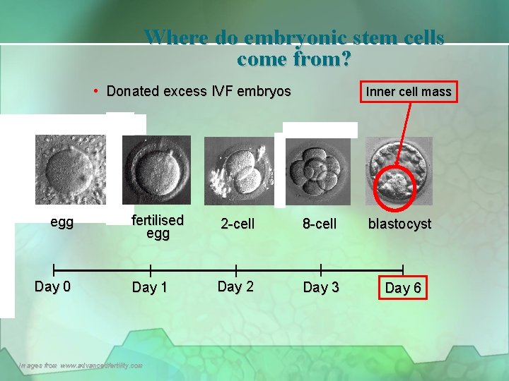 Where do embryonic stem cells come from? • Donated excess IVF embryos egg Day