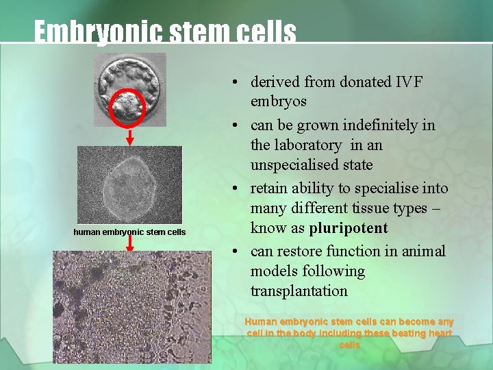 Embryonic stem cells human embryonic stem cells • derived from donated IVF embryos •