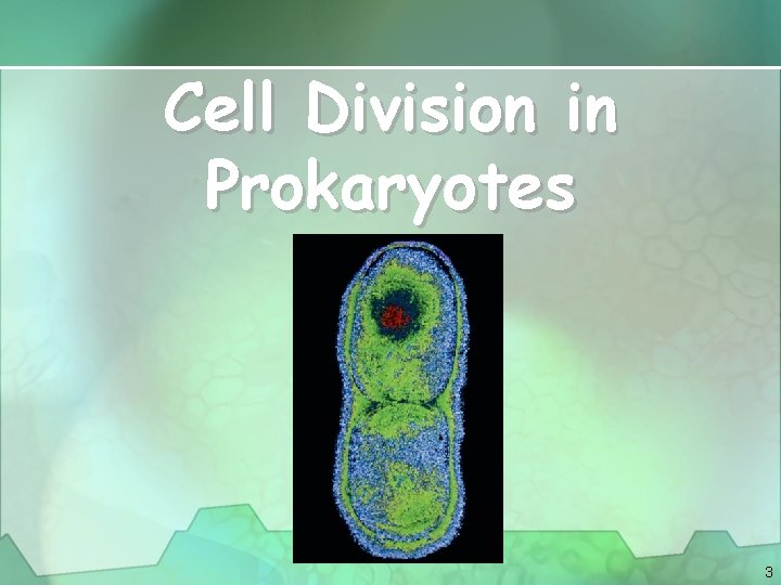 Cell Division in Prokaryotes 3 