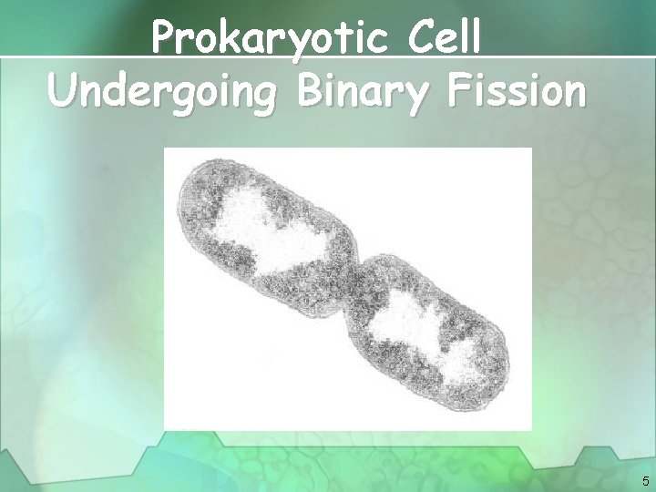 Prokaryotic Cell Undergoing Binary Fission 5 