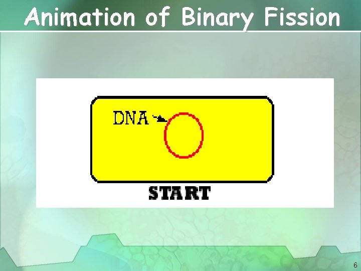 Animation of Binary Fission 6 