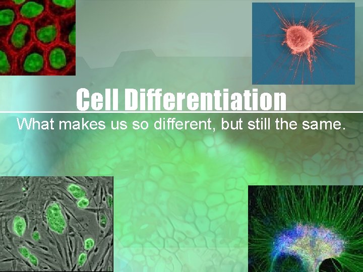 Cell Differentiation What makes us so different, but still the same. 