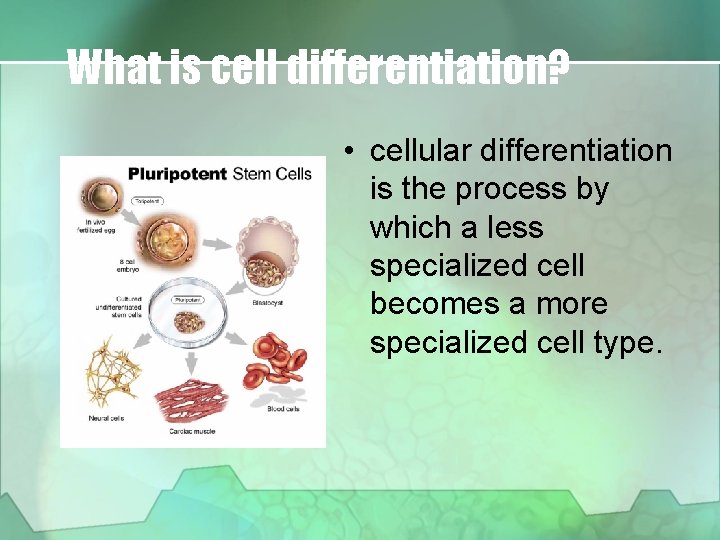 What is cell differentiation? • cellular differentiation is the process by which a less