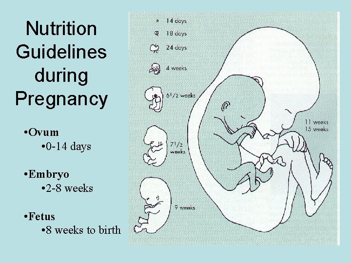 Nutrition Guidelines during Pregnancy • Ovum • 0 -14 days • Embryo • 2