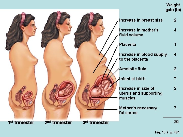 Weight gain (lb) 1 st trimester 2 nd trimester 3 rd trimester Increase in