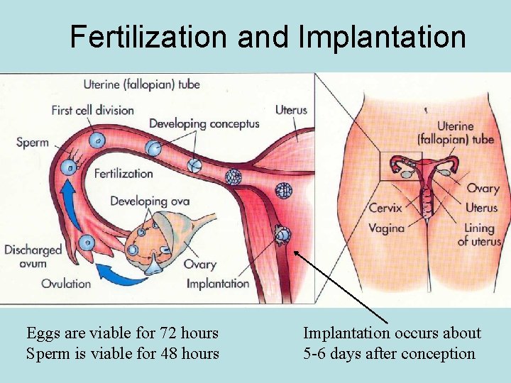 Fertilization and Implantation Eggs are viable for 72 hours Sperm is viable for 48