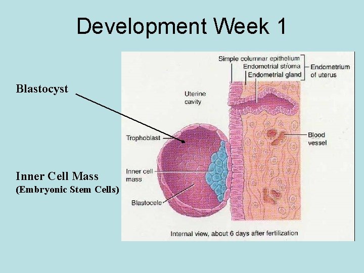 Development Week 1 Blastocyst Inner Cell Mass (Embryonic Stem Cells) 