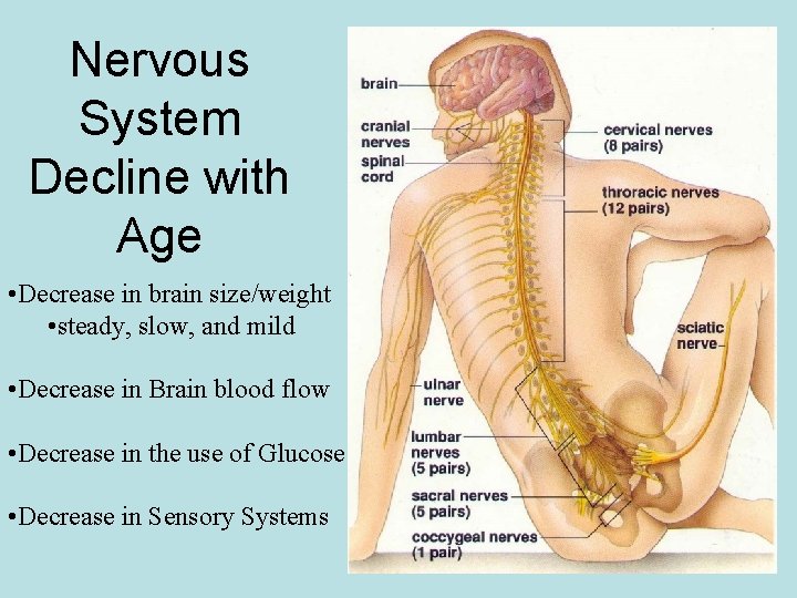 Nervous System Decline with Age • Decrease in brain size/weight • steady, slow, and