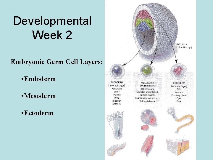 Developmental Week 2 Embryonic Germ Cell Layers: • Endoderm • Mesoderm • Ectoderm 