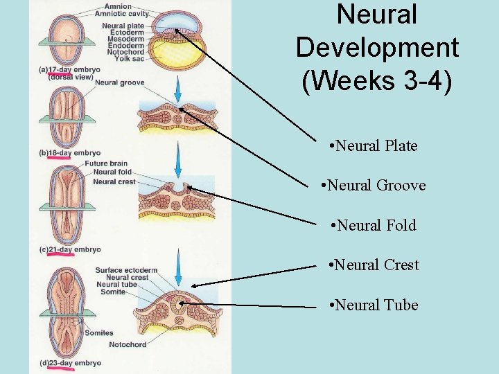 Neural Development (Weeks 3 -4) • Neural Plate • Neural Groove • Neural Fold