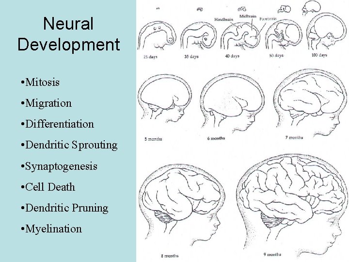 Neural Development • Mitosis • Migration • Differentiation • Dendritic Sprouting • Synaptogenesis •