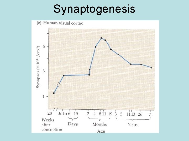 Synaptogenesis 