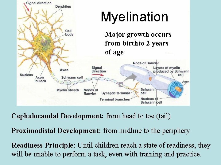 Myelination Major growth occurs from birthto 2 years of age Cephalocaudal Development: from head